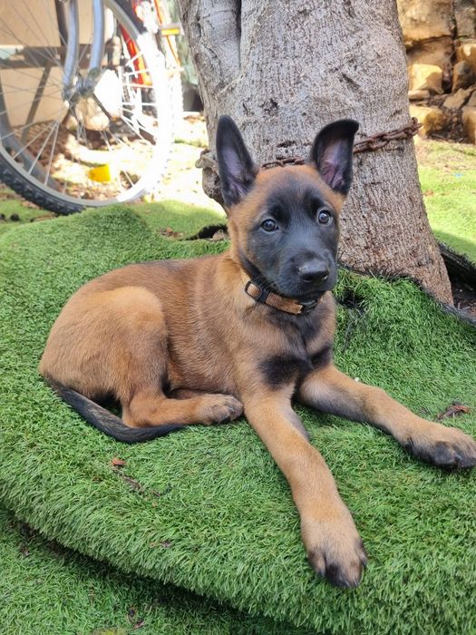 Pastor Belga Malinois