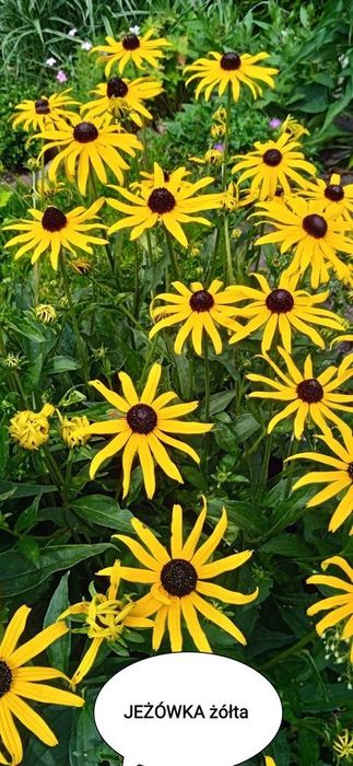 Kwiaty wieloletnie i zimujące