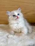 RAGDOLL kotka seal bicolor lynx Fpl Rodowód