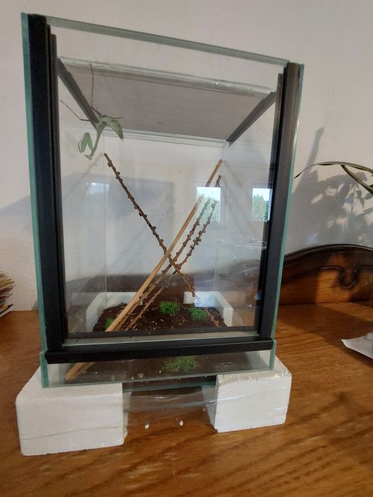 Terrarium z modliszką