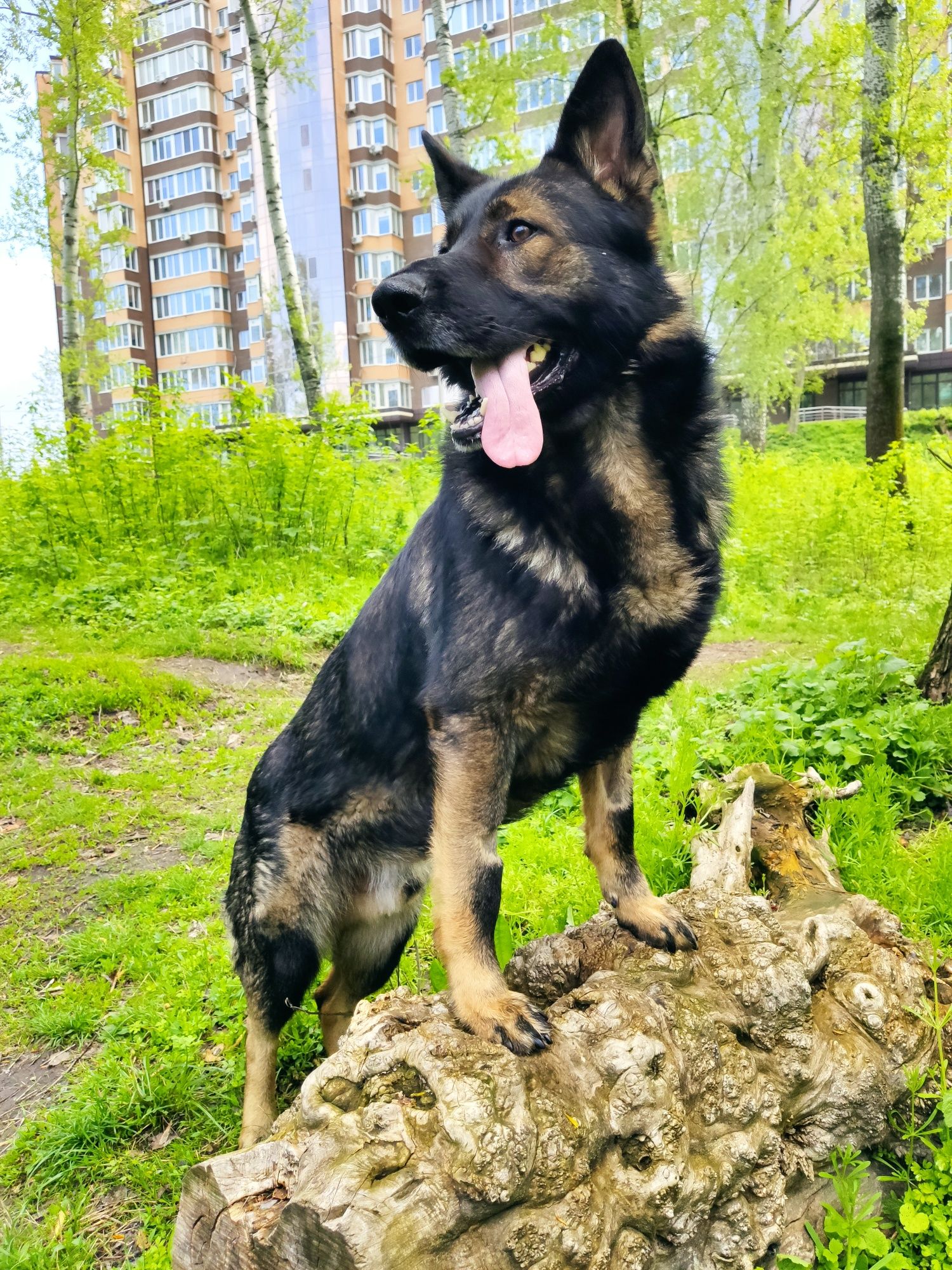 В'язка Німецька вівчарка хлопчик Зонарний