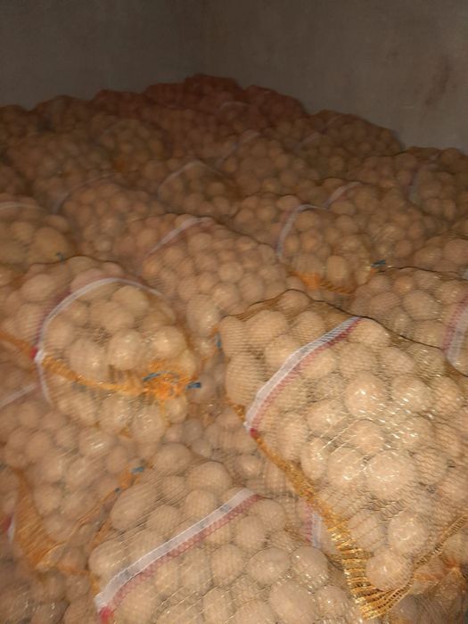 Ziemniaki belarosa i wineta. Duże i drobne