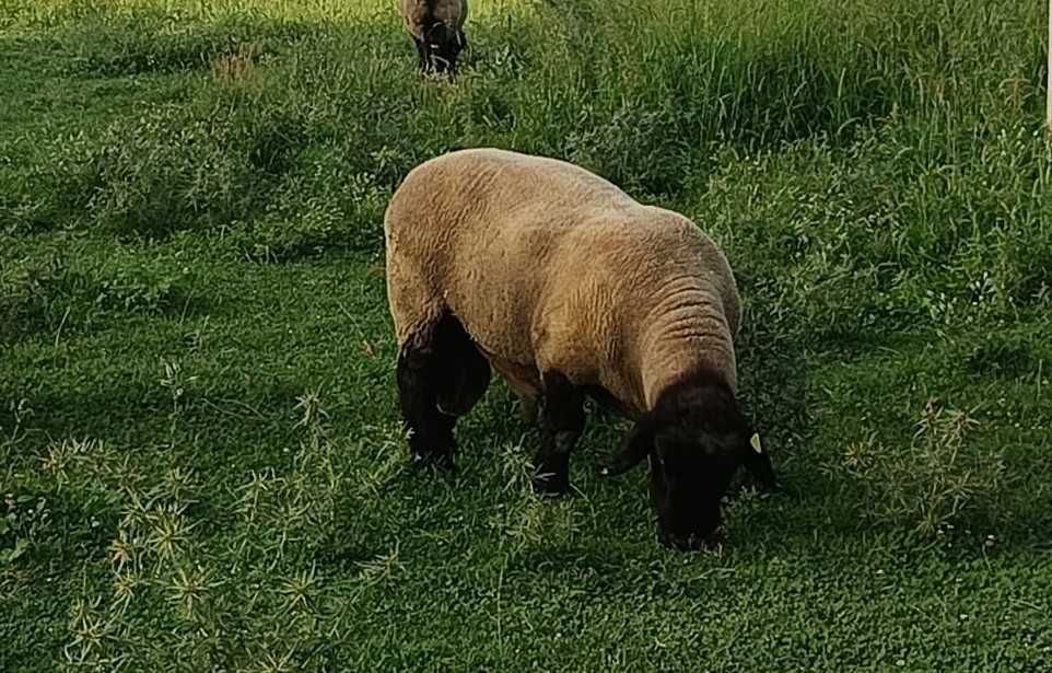 Vendo carneiro e borrego Suffolk