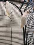 cacatua sanguinea macho 2023