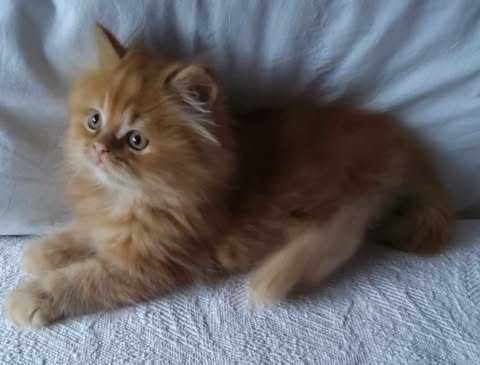 Gatinho persa puro