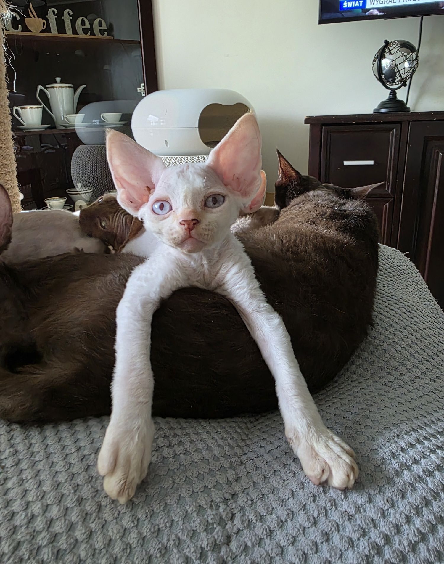 Devon Rex - Kasper - Dostępny Kocurek Point z Niebieskimi Oczkami