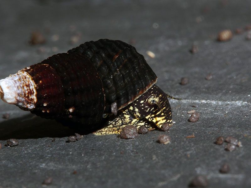 Caracóis água doce