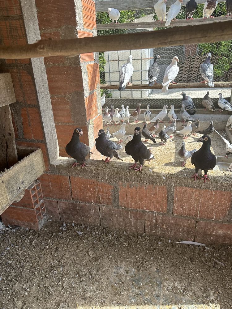 Pombos Correioss