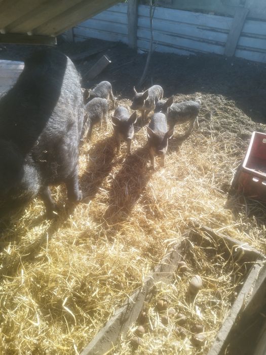 Prosięta rasy mangalica