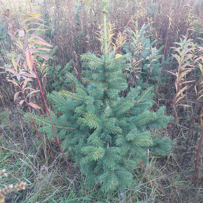 Świerk srebrny 70 - 110 cm