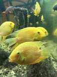 Pielęgnice severum