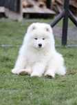 Samoyed szczenię odbiór listopad ZKwP