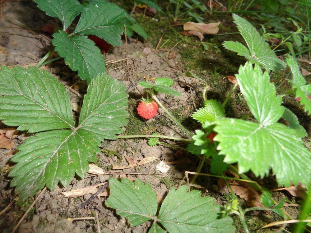 Aparat cyfrowy Canon PowerShot SX620 HS Y2k retro