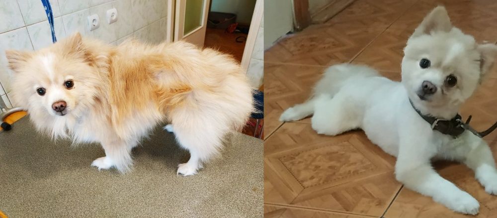 Стрижка собак, котов, животных всех пород, грумер со стажем