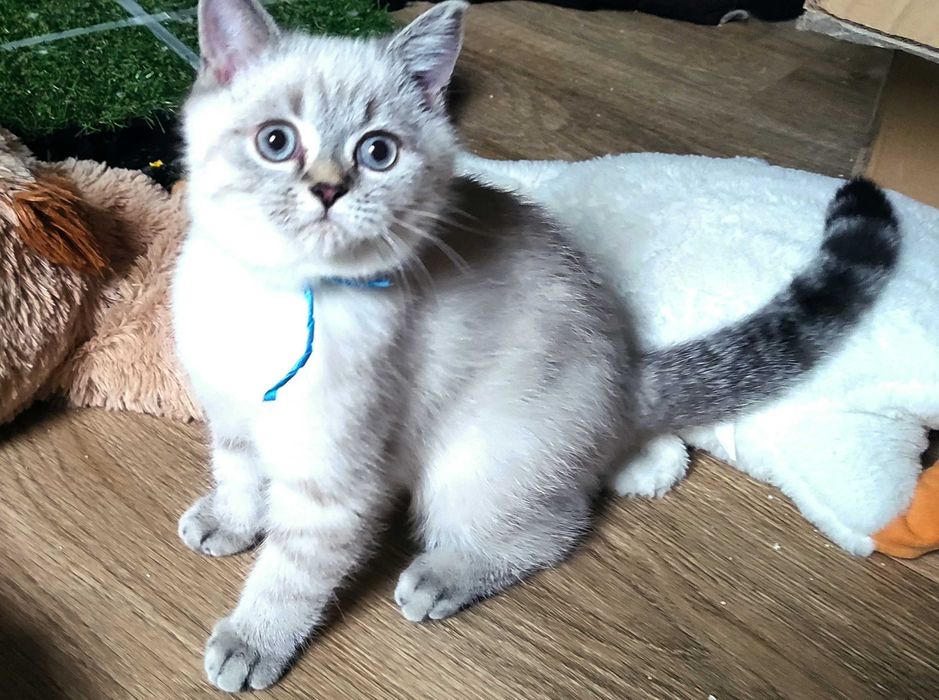 Kocurek Brytyjski (PZF) Staś – przytulas który szuka swojego człowieka