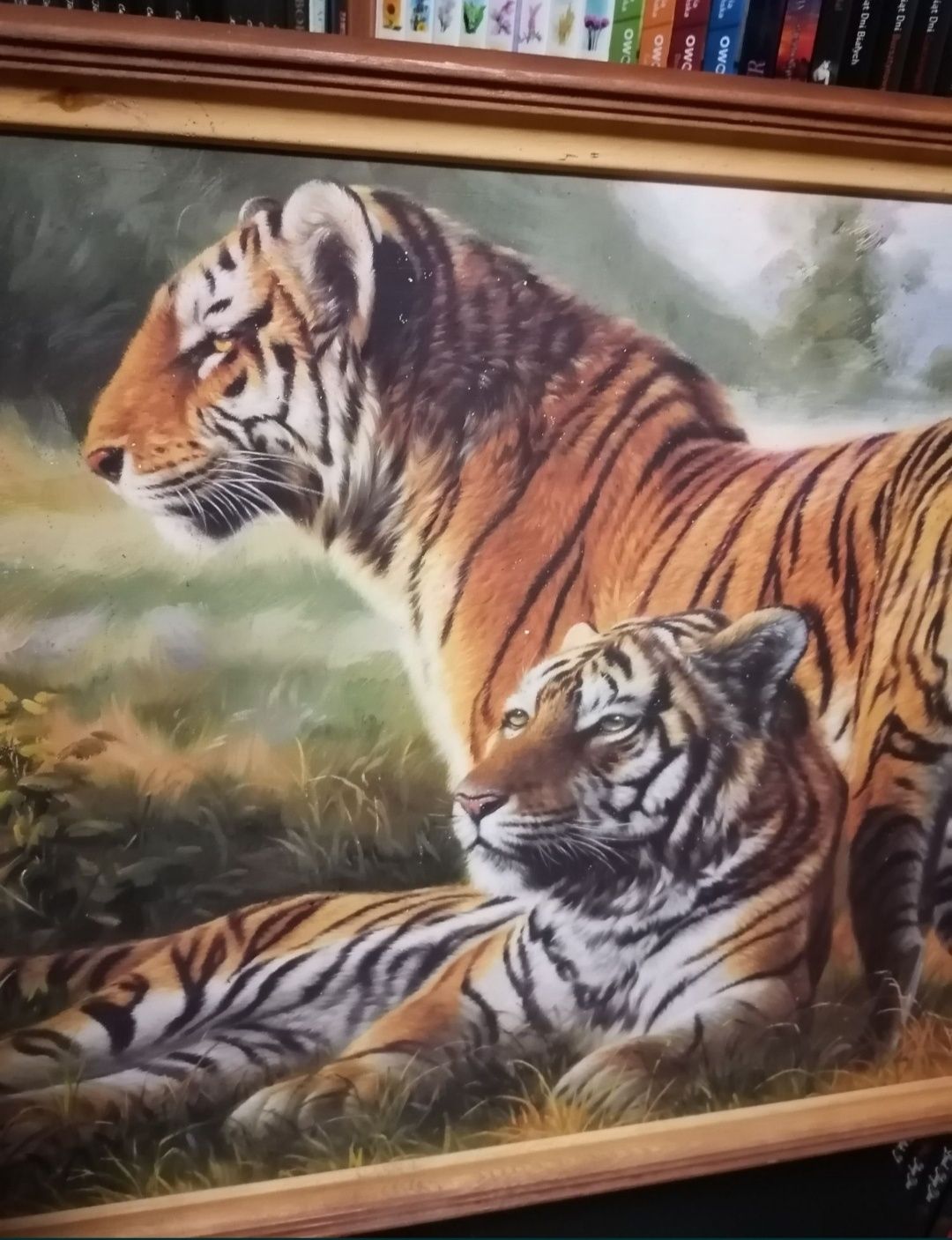 Obraz w ramie "Tygrysy na łące"
