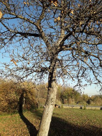 Drzewo orzech włoski 40-letnie