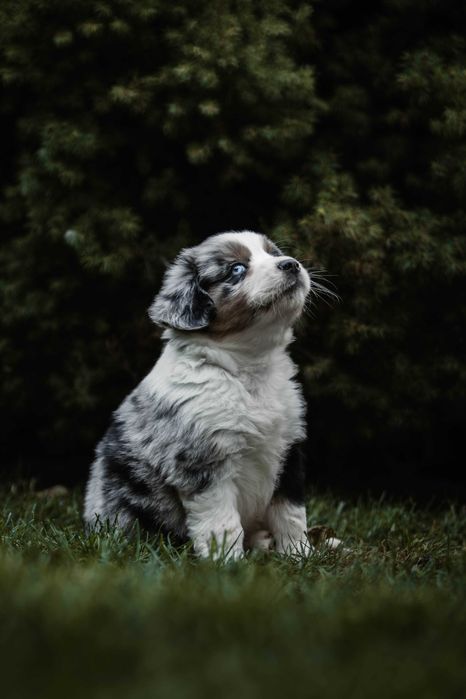 Kenzo Z Bratkowej Ohany  FCI Miniaturowy Owczarek Amerykański