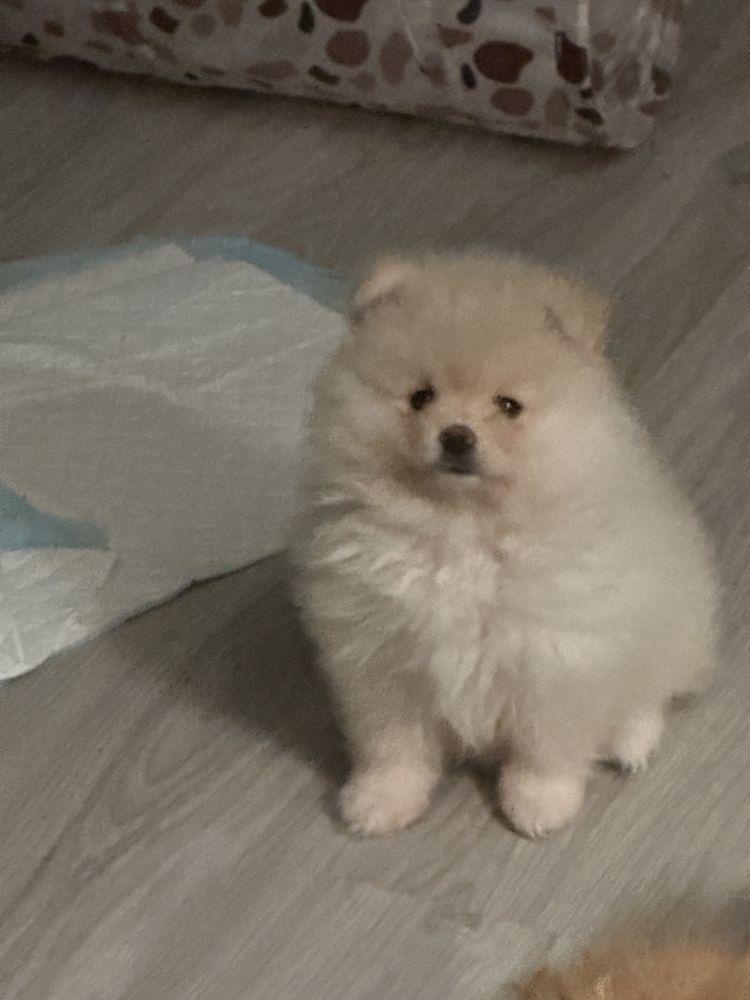 Szpic miniaturowy /Pomeranian FCI cudowna Gwiazdeczka