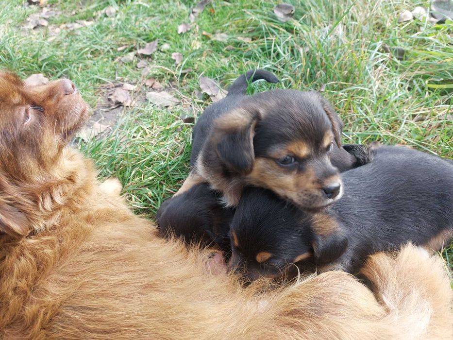 Віддам щенят безкоштовно