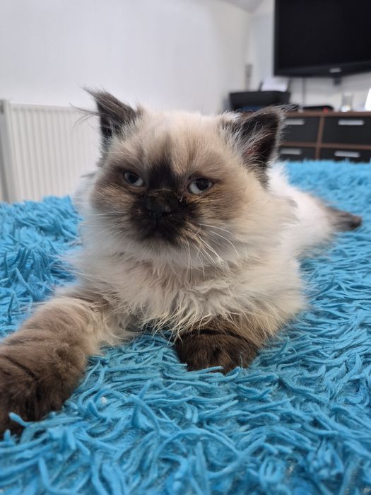 Kot brytyjski FPL point czekoladowy dlugowlosy