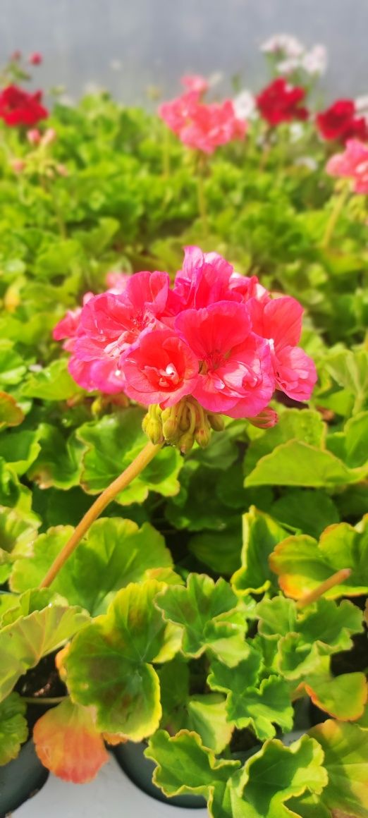 Pelargonie kwiaty balkonowe supertunie