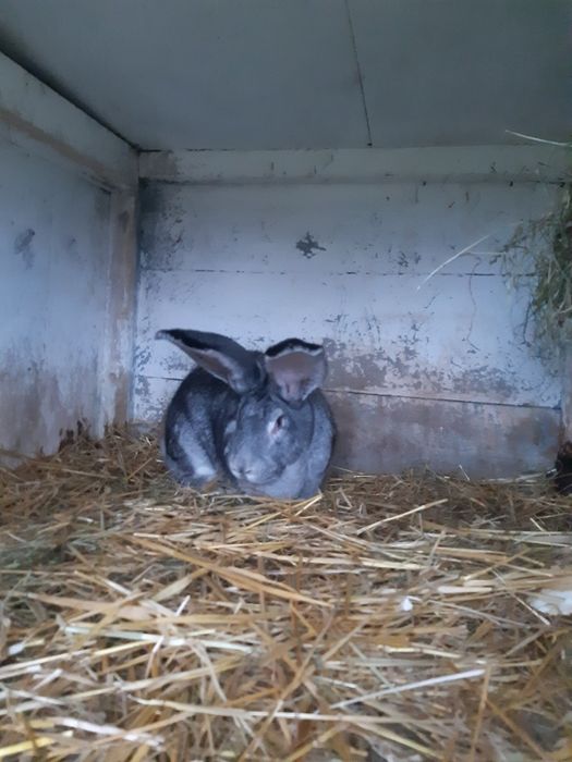 Króliki belgijskie szynszylowate