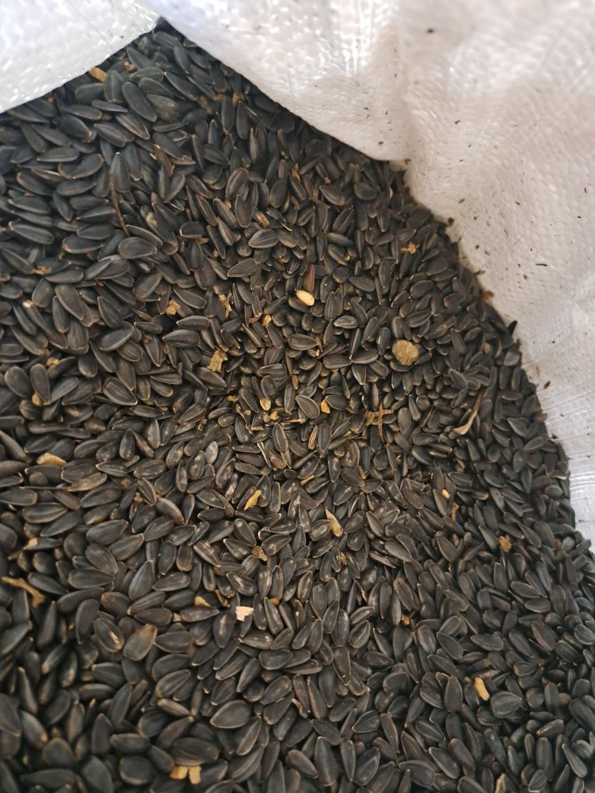 SŁONECZNIK CZARNY 3,5 zł/kg , 20kg za 70 zł papuga,gołębie,kura,paw