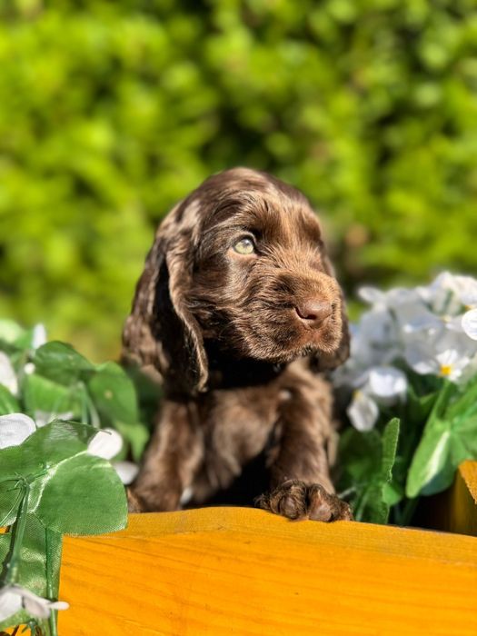 Cocker spaniel angielski Piesek
