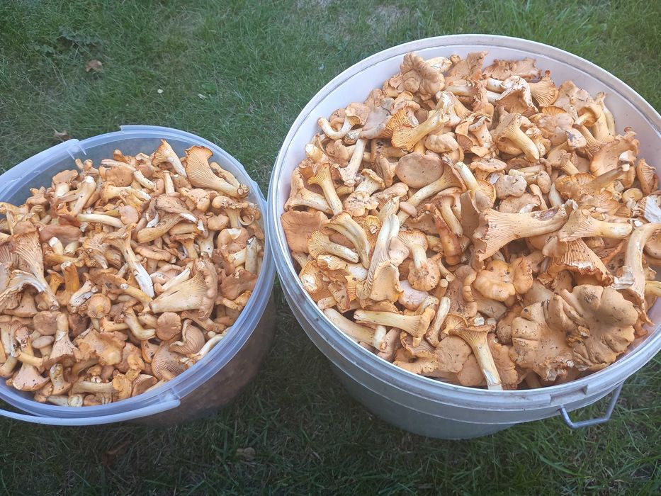 Świeże kurki z dostawą