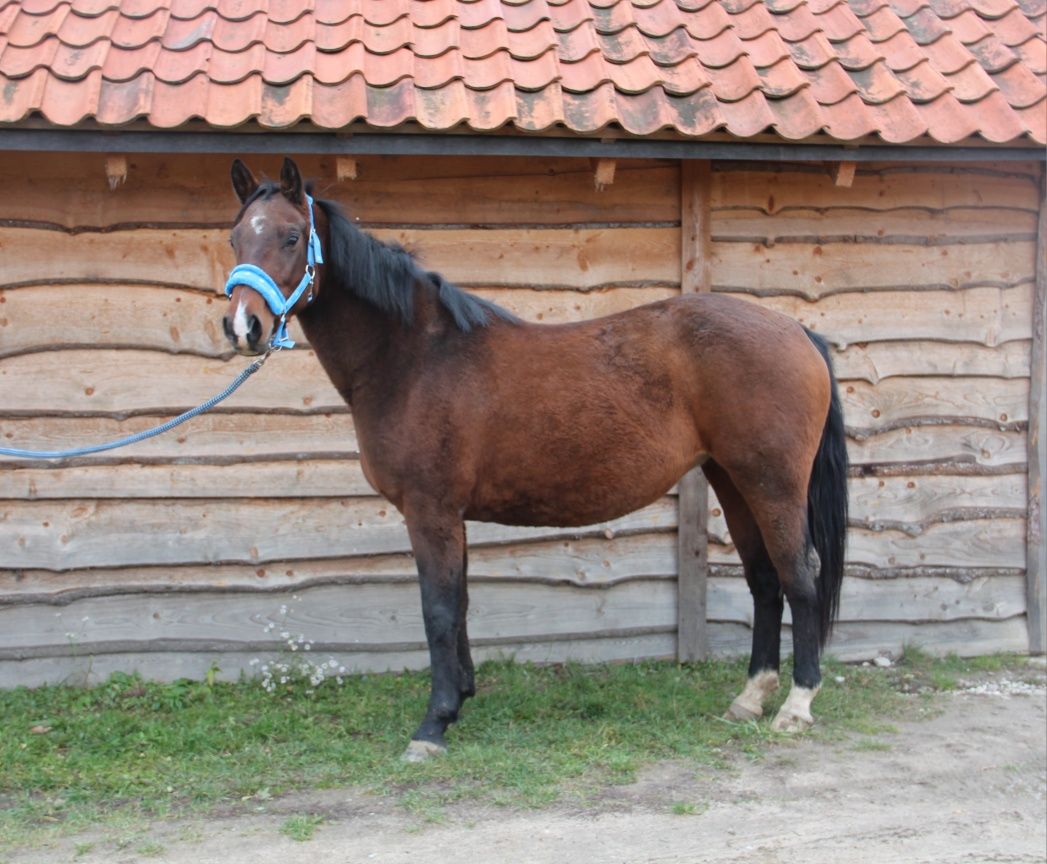 Klacz PKSP źrebna 9 miesiąc