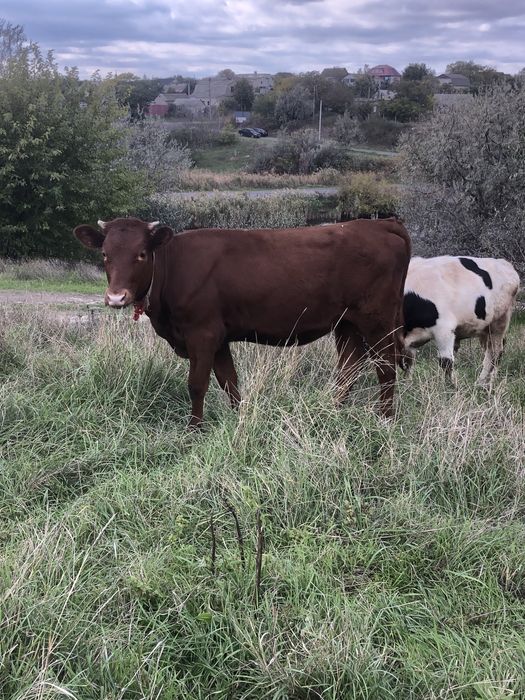 Продам телочку на корову Англерская порода