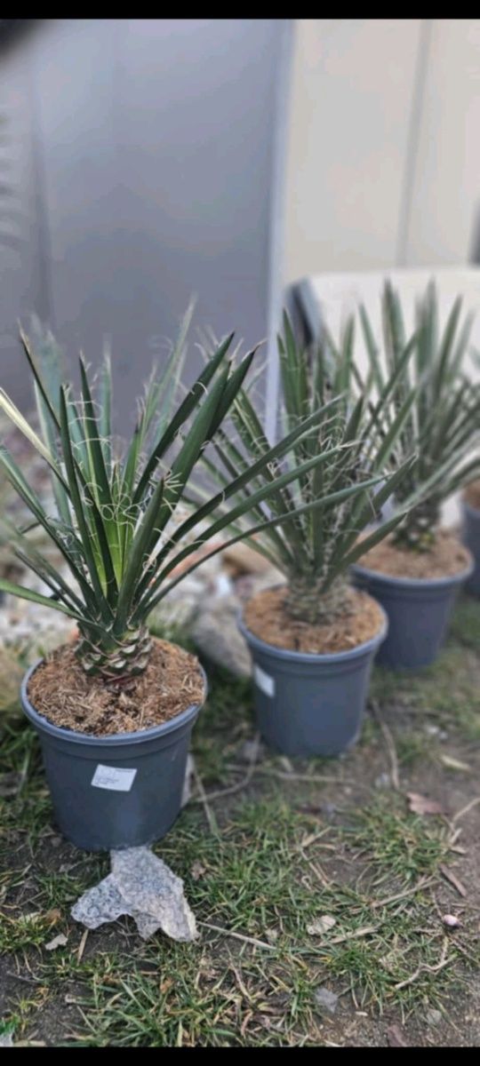 Palma daktylowiec kanaryjski ,jucca gloriosa variegata, jucca filifera
