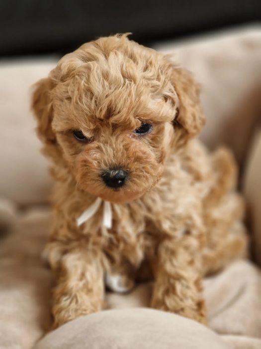 Міні Мальтипу Київ — супер миле, мініатюрне! Мальтипушечки