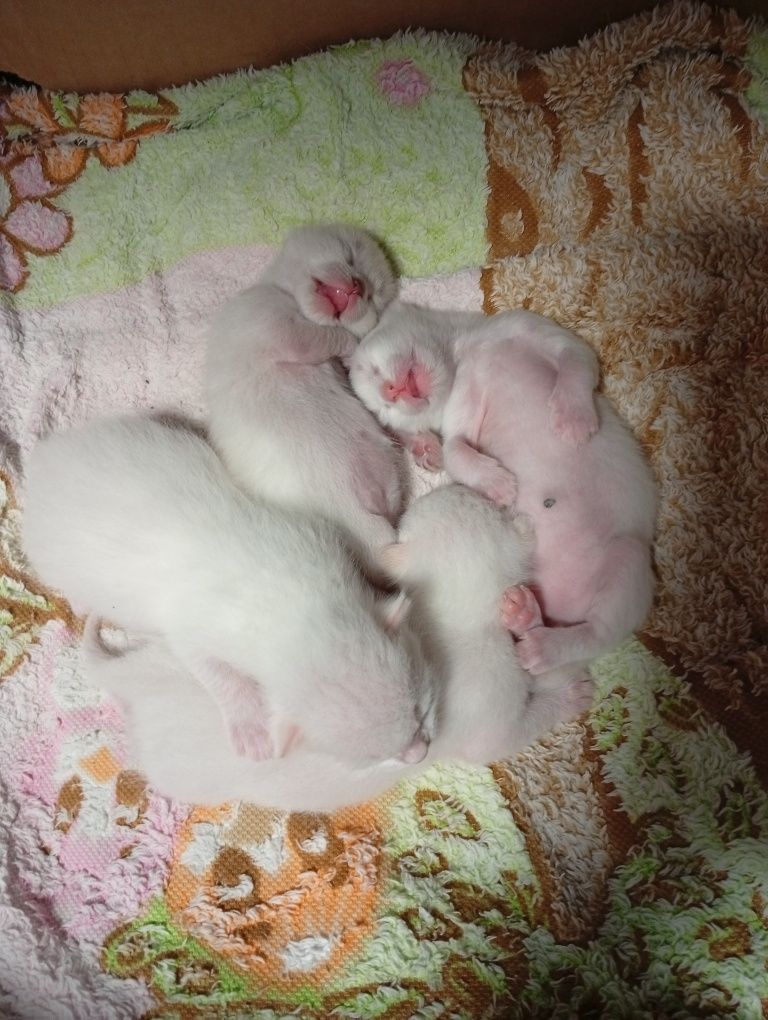 Кошенята шукають нову люблячу родину