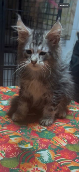 maine coon disponivel para entrega imediata.
