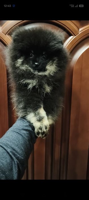 Померанский шпиц мальчик Киев