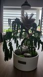 Drzewko bonsai z roślin stabilizowanych