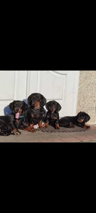 В'язка такси чорно-підпалий