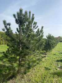 Sosna Czarna Prunus Nigra 250/350cm duża bryła korzeniowa