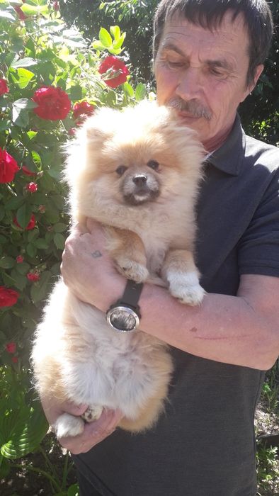 Померанский шпиц