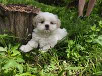 10 tygodniowa suczka shih tzu