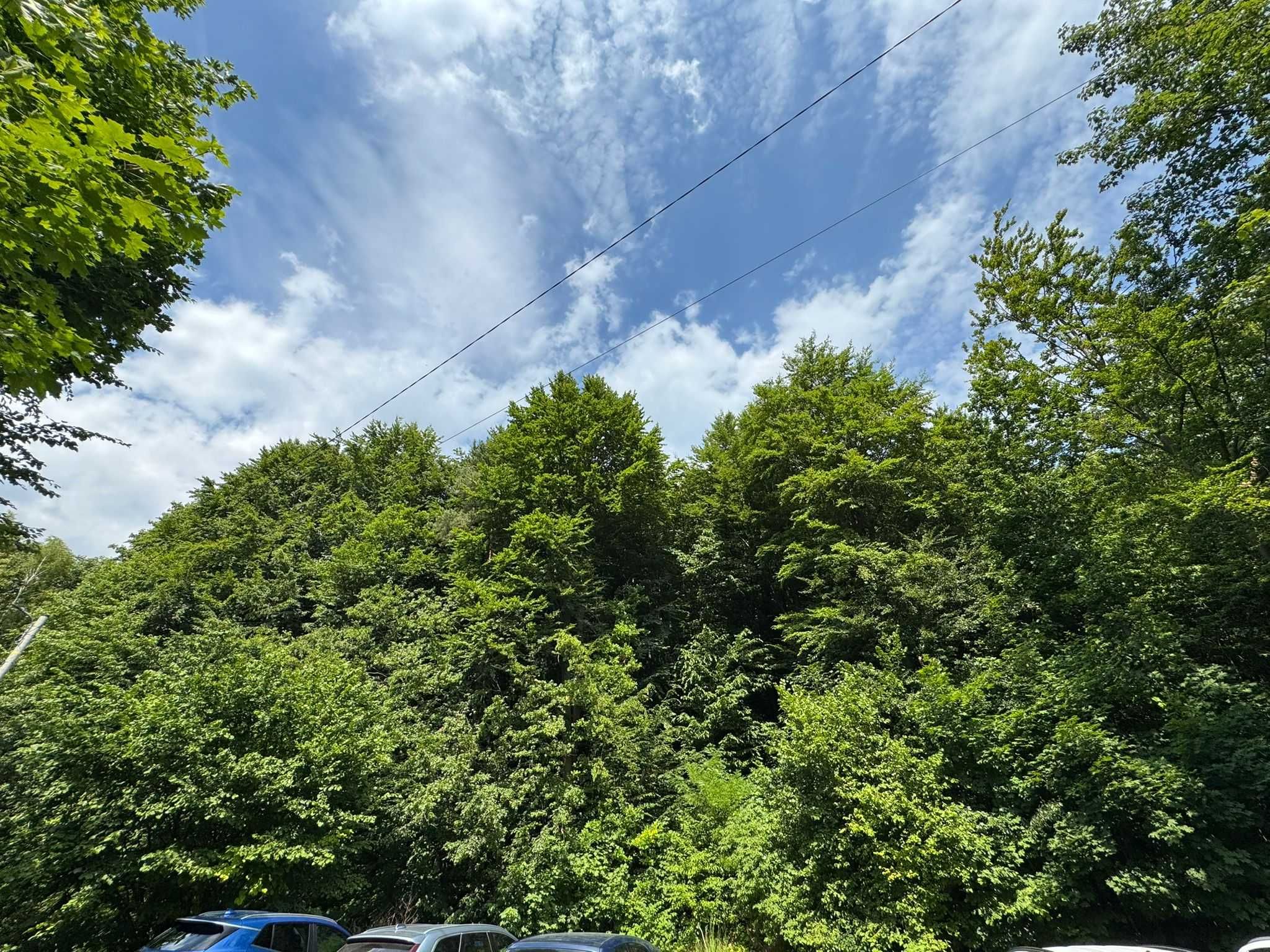 Działka leśna [7a] bez pośredników