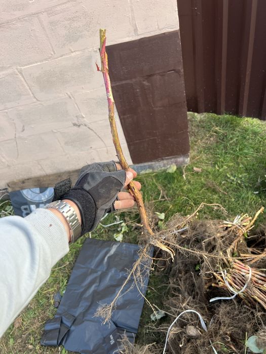 Саджанці малини // полонез // джоан // пшехиба // зюгана // жовта