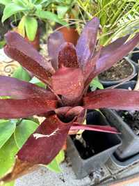 Bromelias variadas ……………