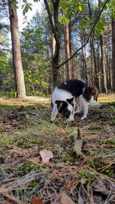 Border Collie suczka czarno biała tricolor