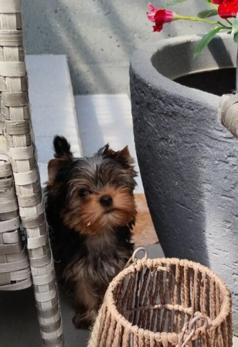 Йоркширський тер'єр