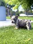 Buldog Francuski Blue Merle
