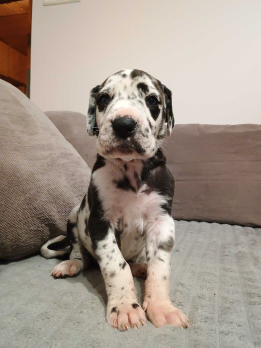 Dog Niemiecki- szczeniak