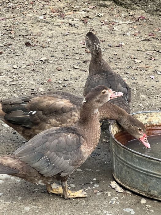 Продається качка шипун,мускусна качка